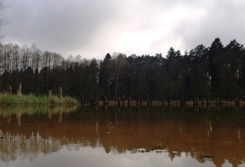 Jezioro przy drzewach
