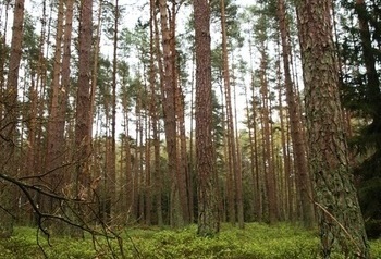 Drzewa w lesie