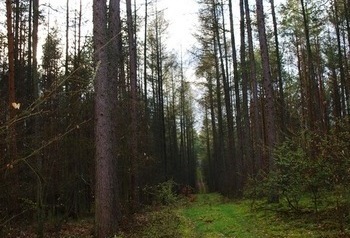 Zielona droga między drzewami