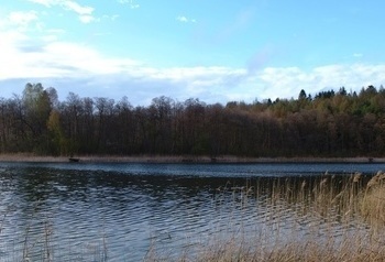 Jezioro na tle drzew