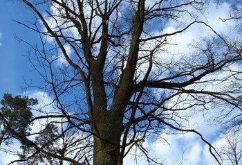 Drzewo na tle niebieskiego nieba