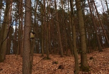 Domek dla ptak&oacute;w na drzewie