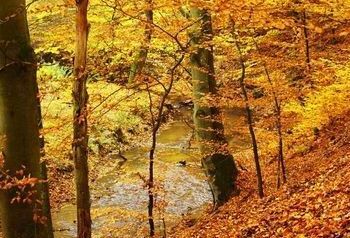 Las w jesiennych barwach 