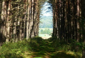 Droga między drzewami