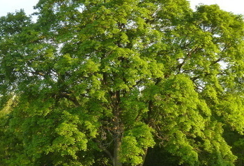 Zielone drzewo 