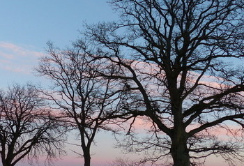 Drzewa na tle kolorowego nieba
