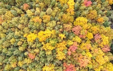 Widok na las jesienią
