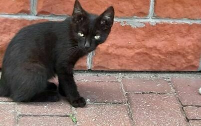 Zdjęcie do Kotki do adopcji 