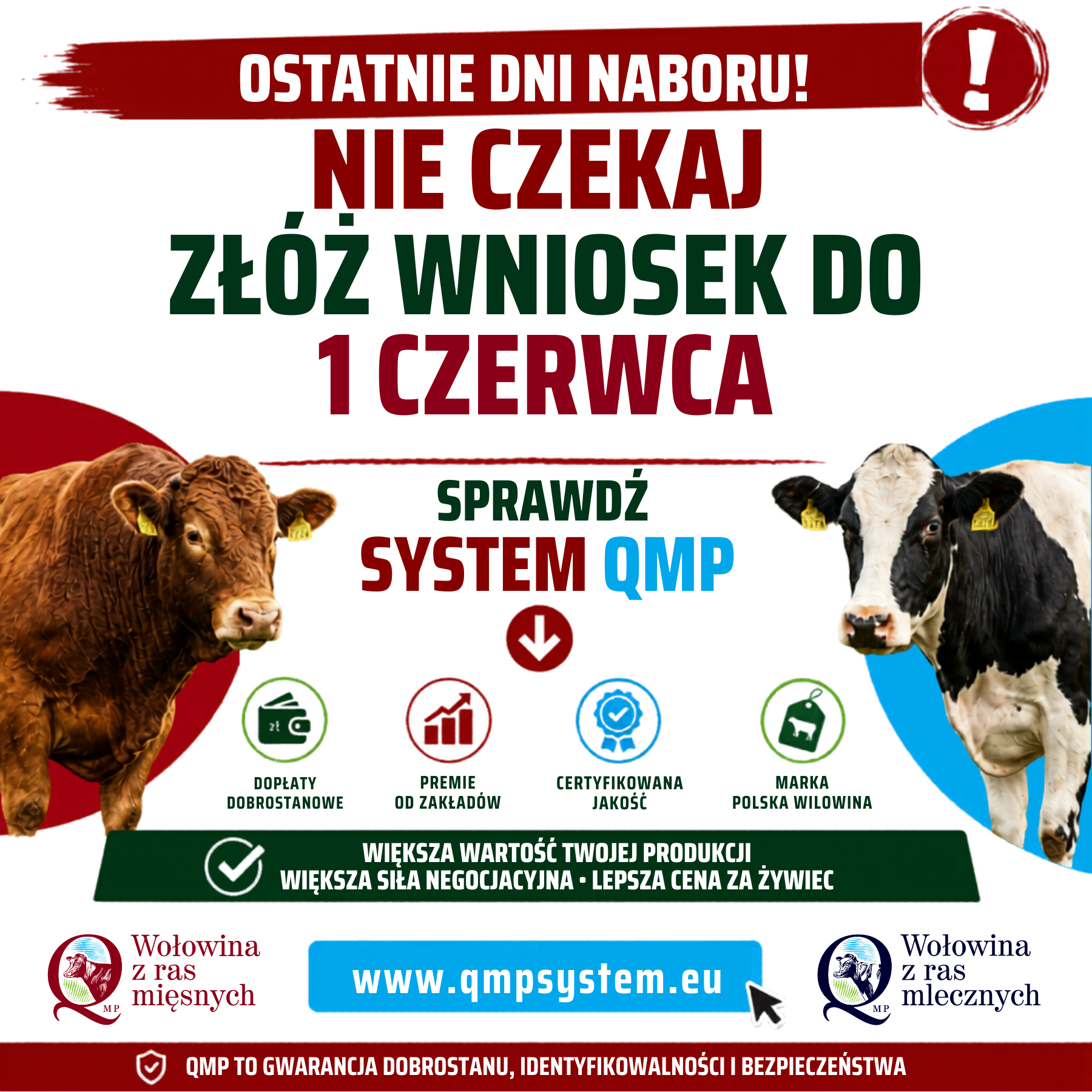 Plakat informacyjny systemu QMP dotyczący naboru wniosk&oacute;w. Duży napis: &bdquo;Ostatnie dni naboru! Nie czekaj &ndash; zł&oacute;ż wniosek do 1 czerwca&rdquo;. Na środku hasło: &bdquo;Sprawdź system QMP&rdquo;. Po lewej stronie zdjęcie brązowego bydła mięsnego, po prawej czarno-białej krowy mlecznej. Niżej znajdują się ikony i&nbsp;informacje o&nbsp;korzyściach: dopłaty dobrostanowe, premie od zakład&oacute;w, certyfikowana jakość oraz&nbsp;marka Polska Wołowina. Na dole hasło: &bdquo;Większa wartość twojej produkcji, większa siła negocjacyjna, lepsza cena za żywiec&rdquo;. Widoczny adres strony internetowej: qmpsystem.eu oraz&nbsp;logotypy &bdquo;Wołowina z&nbsp;ras mięsnych&rdquo; i&nbsp;&bdquo;Wołowina z&nbsp;ras mlecznych&rdquo;.