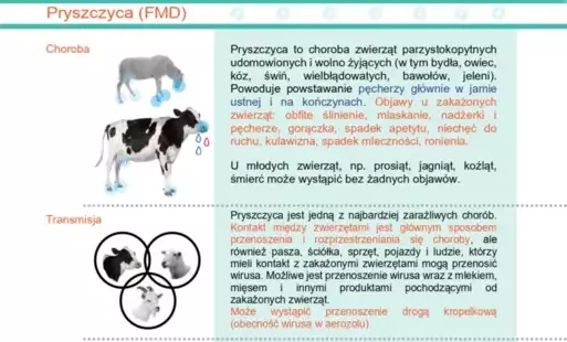 Pryszczyca u Zwierząt 