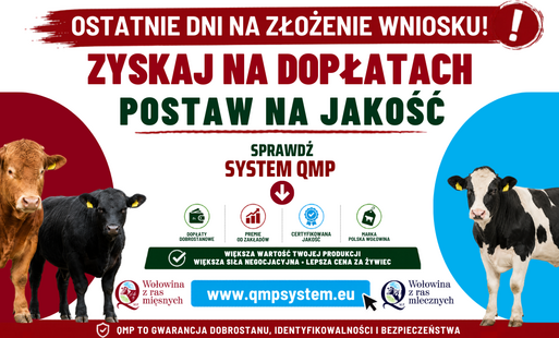 Plakat informacyjny systemu QMP dotyczący naboru wniosków. Duży napis: „Ostatnie dni naboru! Nie czekaj – złóż wniosek do 1 czerwca”. Na środku hasło: „Sprawdź system QMP”. Po lewej stronie zdjęcie brązowego bydła mięsnego, po prawej czarno-białej krowy m