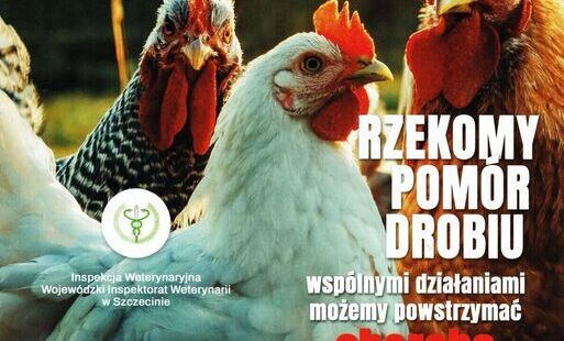 Ulotka Rzekomy pomór drobiu 