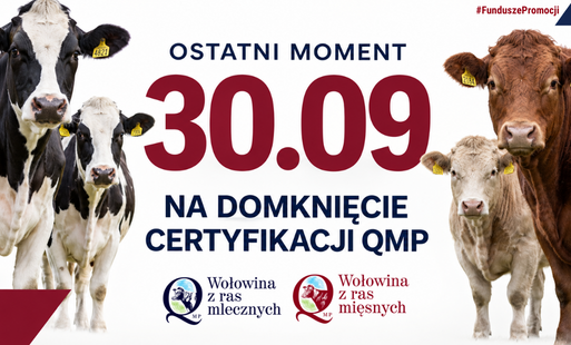 Grafika informująca o zbliżającym się terminie domknięcia certyfikacji QMP dla hodowców bydła. Na białym tle umieszczono duży napis „OSTATNI MOMENT” oraz datę „30.09”, a poniżej informację „NA DOMKNIĘCIE CERTYFIKACJI QMP”. Po lewej stronie znajdują się trzy czarno-białe krowy mleczne, a po prawej trzy brązowo-białe sztuki bydła mięsnego. W dolnej części grafiki widoczne są logotypy „Wołowina z ras mlecznych” oraz „Wołowina z ras mięsnych”. W prawym górnym rogu znajduje się oznaczenie „#FunduszePromocji”.